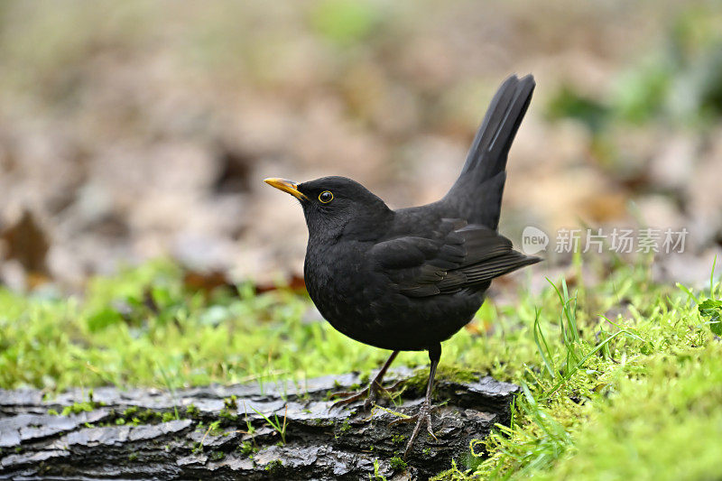 雄性黑鹂(Turdus merula)